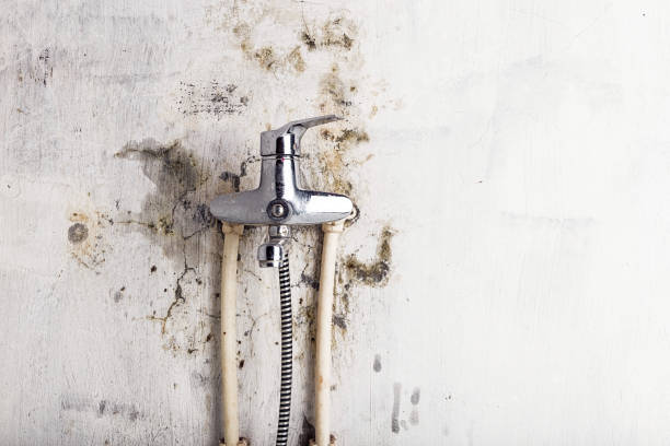 Best Residential Mold Removal  in Braddock Heights, MD