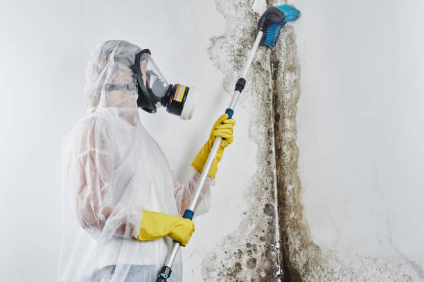 Best Mold Remediation Experts  in Braddock Heights, MD