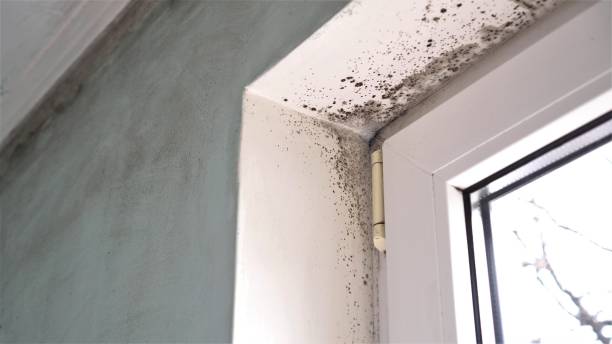 Mold Removal Process in Braddock Heights, MD