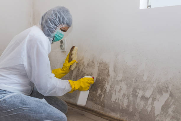 Crawl Space Mold Removal in Braddock Heights, MD