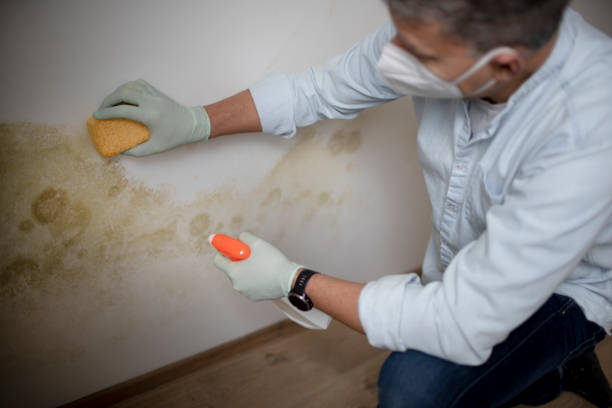 Best Mold Remediation Services  in Braddock Heights, MD