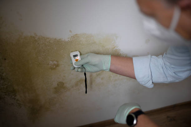 Best Black Mold Removal  in Braddock Heights, MD