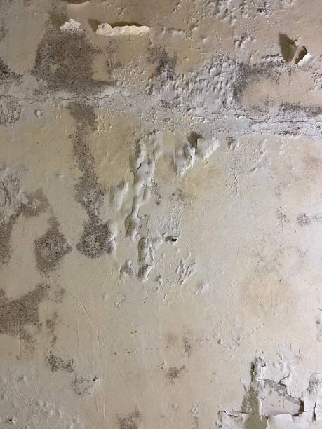 Home Mold Removal in Braddock Heights, MD