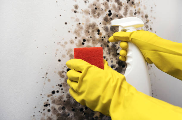 Professional Mold Removal in Braddock Heights, MD