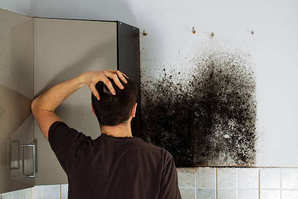 Best Attic Mold Removal  in Braddock Heights, MD