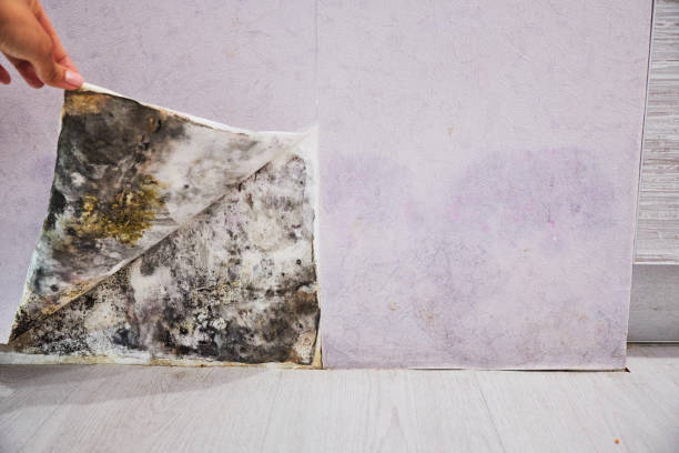 Best Commercial Mold Removal  in Braddock Heights, MD